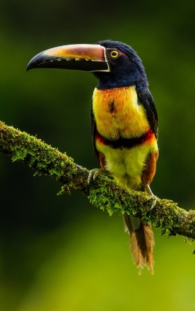 fiery billed aracari