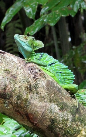 Green Jesus lizard (Basilisk) with spots