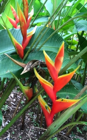 orange and yellow heliconia flowers