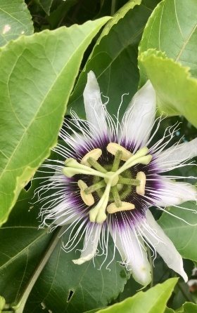 purple and white passion flower