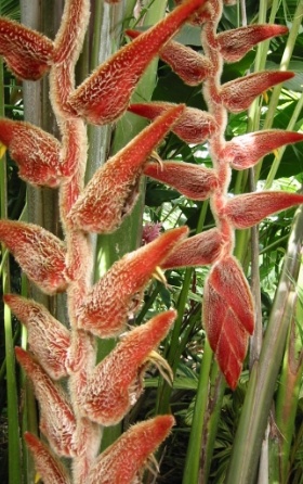 fuzzy orange heliconia