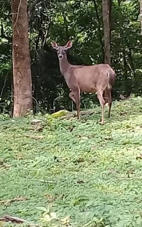 doe looking at photographer