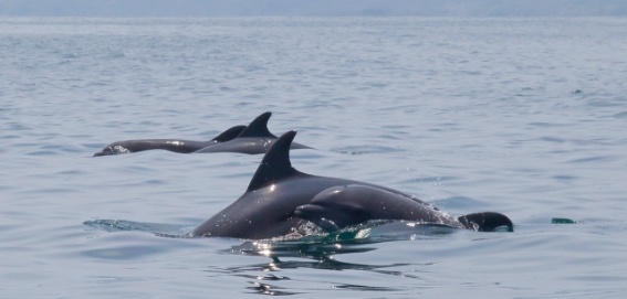 four dolphins breeching the water