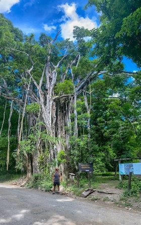 the great higeron tree of Cabuya