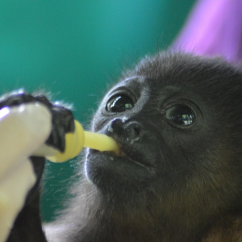 baby howler monkey receives treatment at Wild Sun