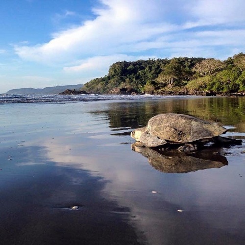 turtle headed back to sea