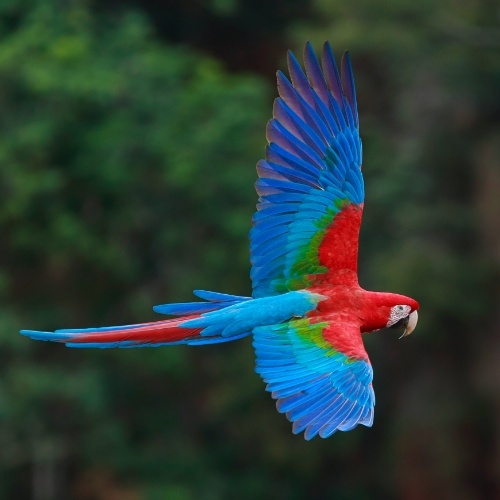scarlet macaw flying in 幸运澳洲5MONTEZUMA®历史查询结果记录 168官方幸运5澳洲结果体彩网 Costa Rica