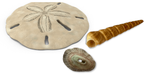 sanddollar and seashells