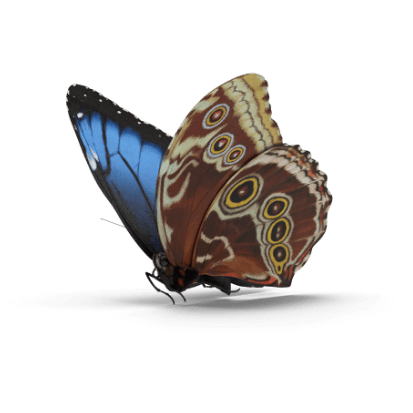 Blue Morpho butterfly Montezuma Costa Rica