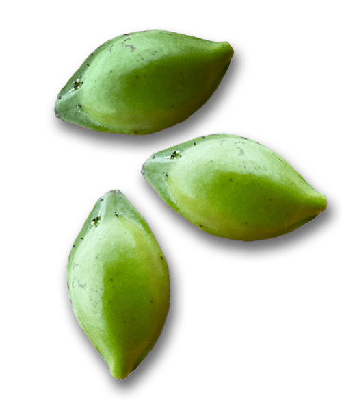 Green seed pods