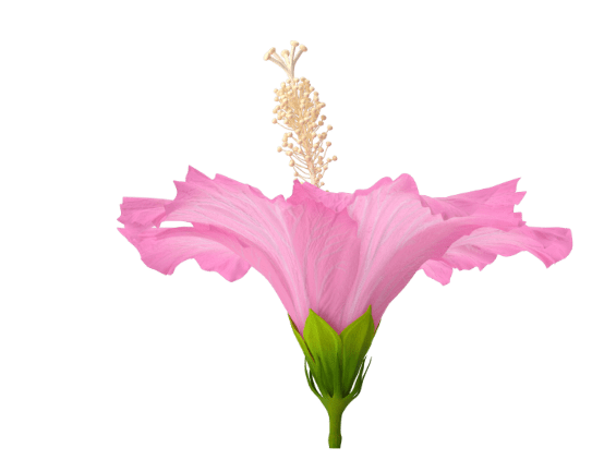 pink hibiscus