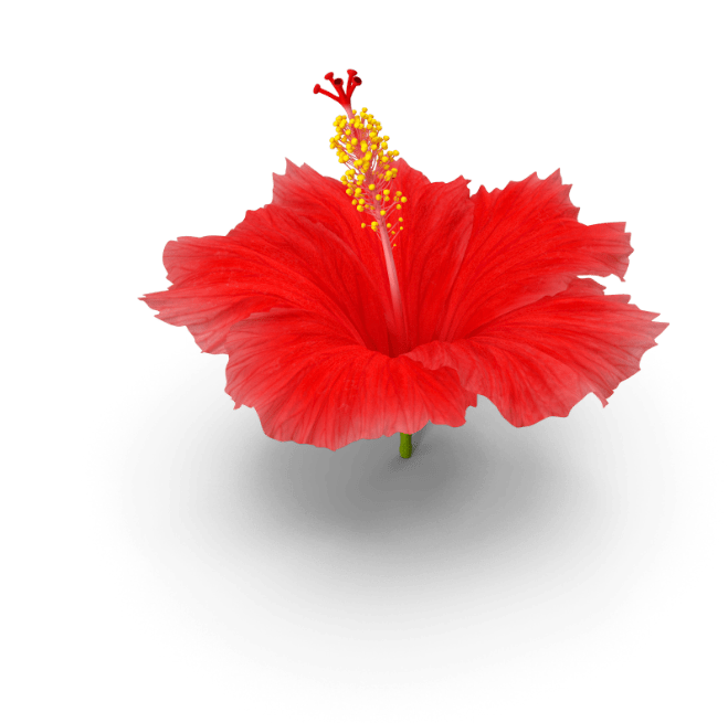 red hibiscus