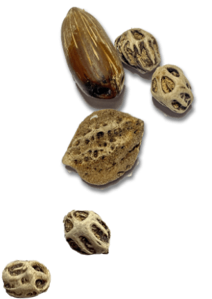 seeds found where the river flows into the ocean