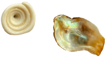 group of shells found in Montezuma