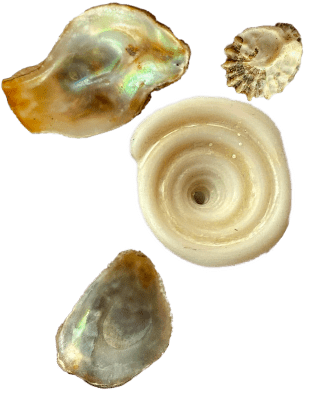 shells found near tide poolss